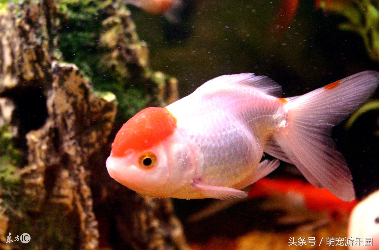 淡水观赏鱼用什么药好使,水产鱼药能够用于观赏鱼