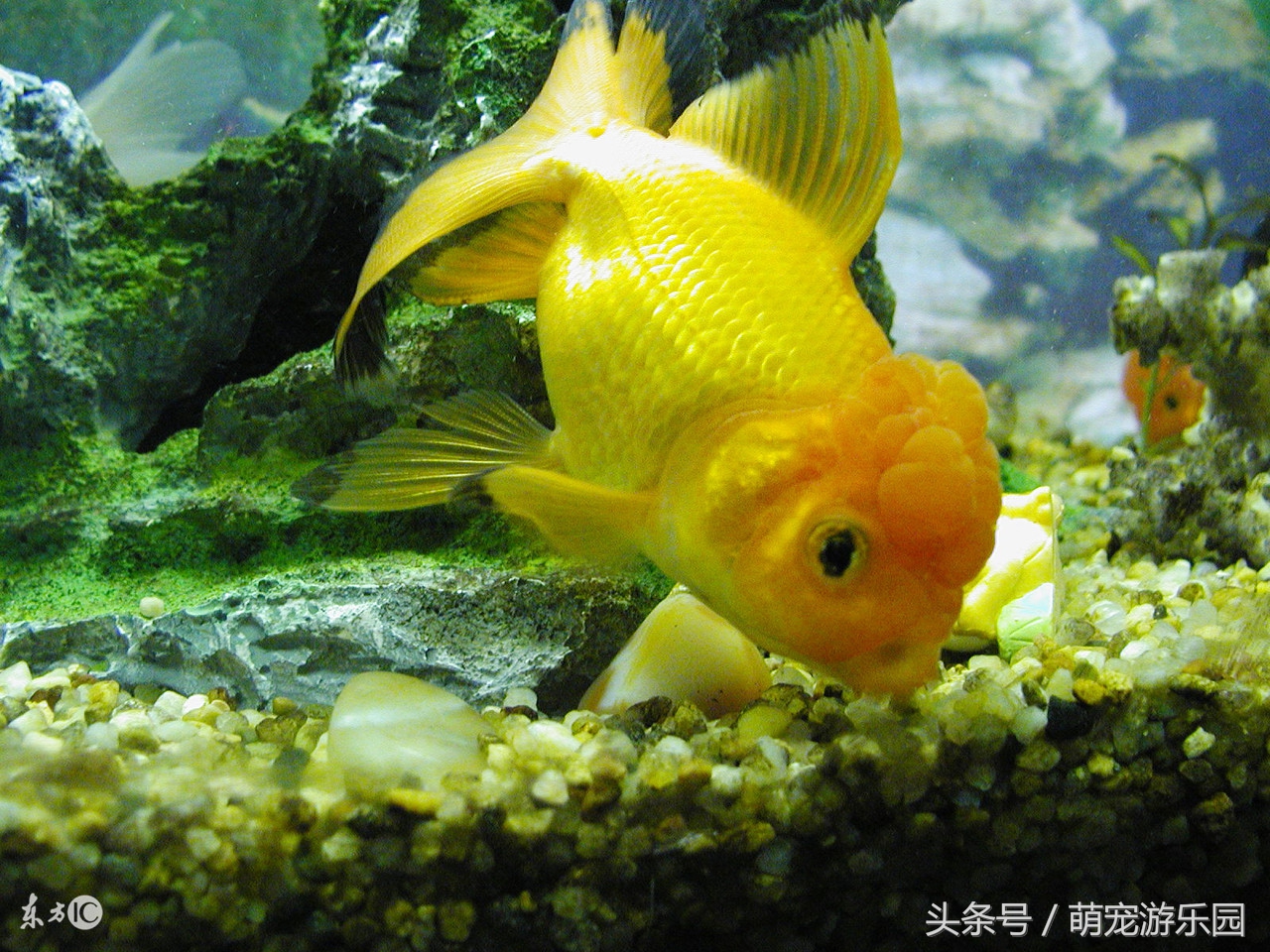 淡水观赏鱼用什么药好使,水产鱼药能够用于观赏鱼