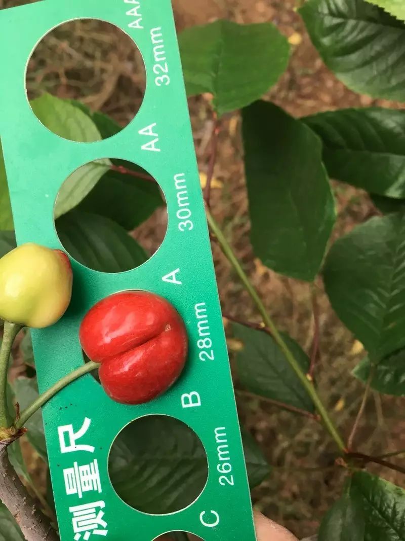 为什么同样的水果价格相差很多,为什么一样的水果价格差距太大