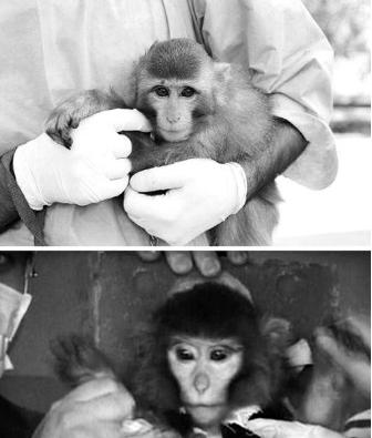 人类第1个进入太空的宇航员,动物界十大太空宇航员