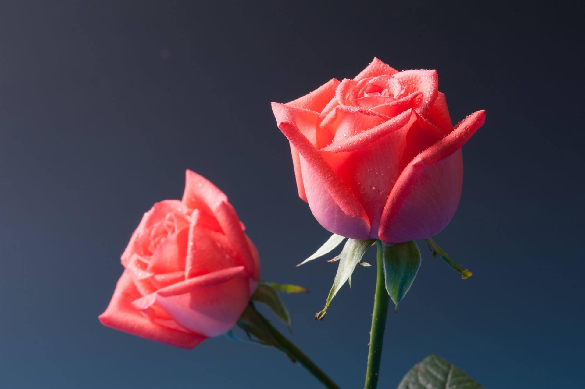 纸巾分辨真蜂蜜,四种方法教你辨别真假蜂蜜