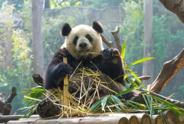 广州长隆旅游攻略详细图,广州长隆自由行旅游攻略