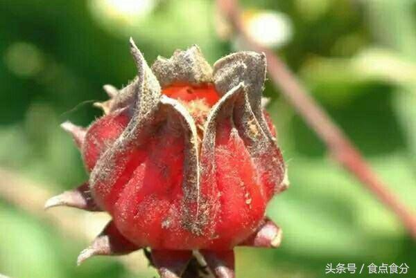 吃货都没吃过的10种奇特水果,28种非常好吃的水果