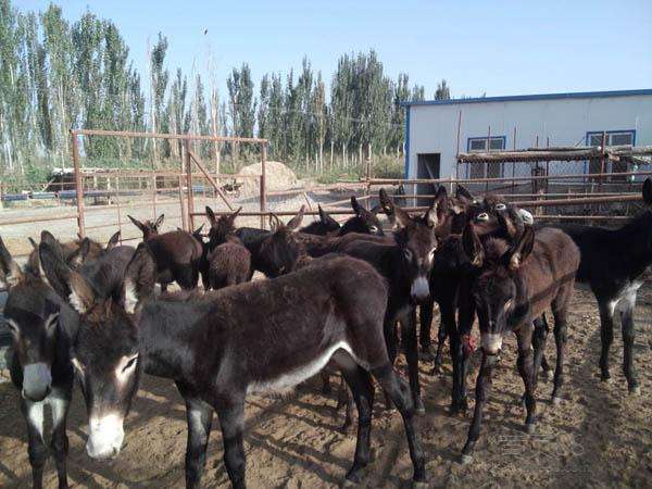 农村养驴一头驴能赚多少钱,养驴的利润与成本驴价格行情2021