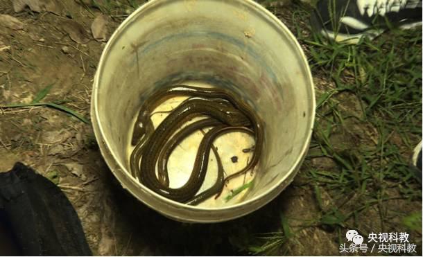 我爱发明引鳝出洞视频,引鳝出洞