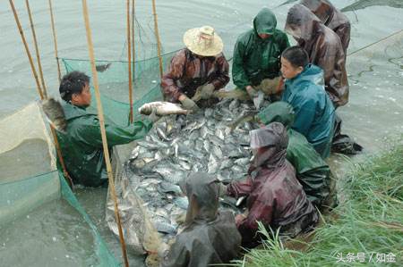 告诉你个懒人养鱼收益高的方法,简述养鱼的基本模式及其发展方向