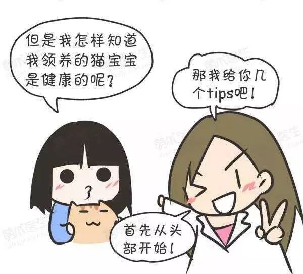 领养猫咪怎么看精神状态,领养猫咪如何知道乖不乖