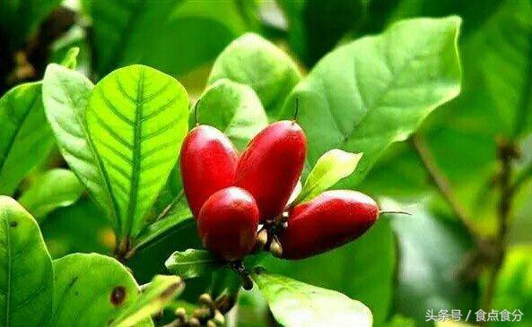 吃货都没吃过的10种奇特水果,28种非常好吃的水果