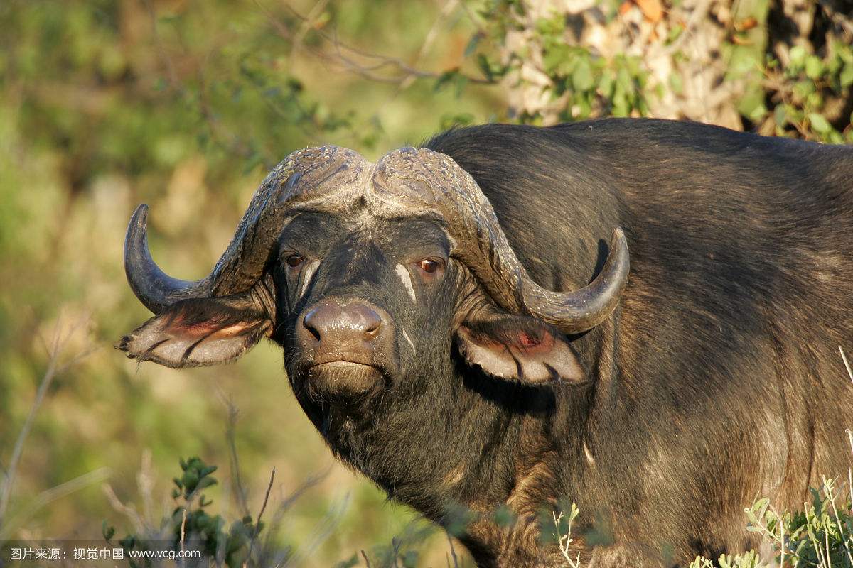 牛有焦虫病应该吃哪些药,牛常见病防治总结