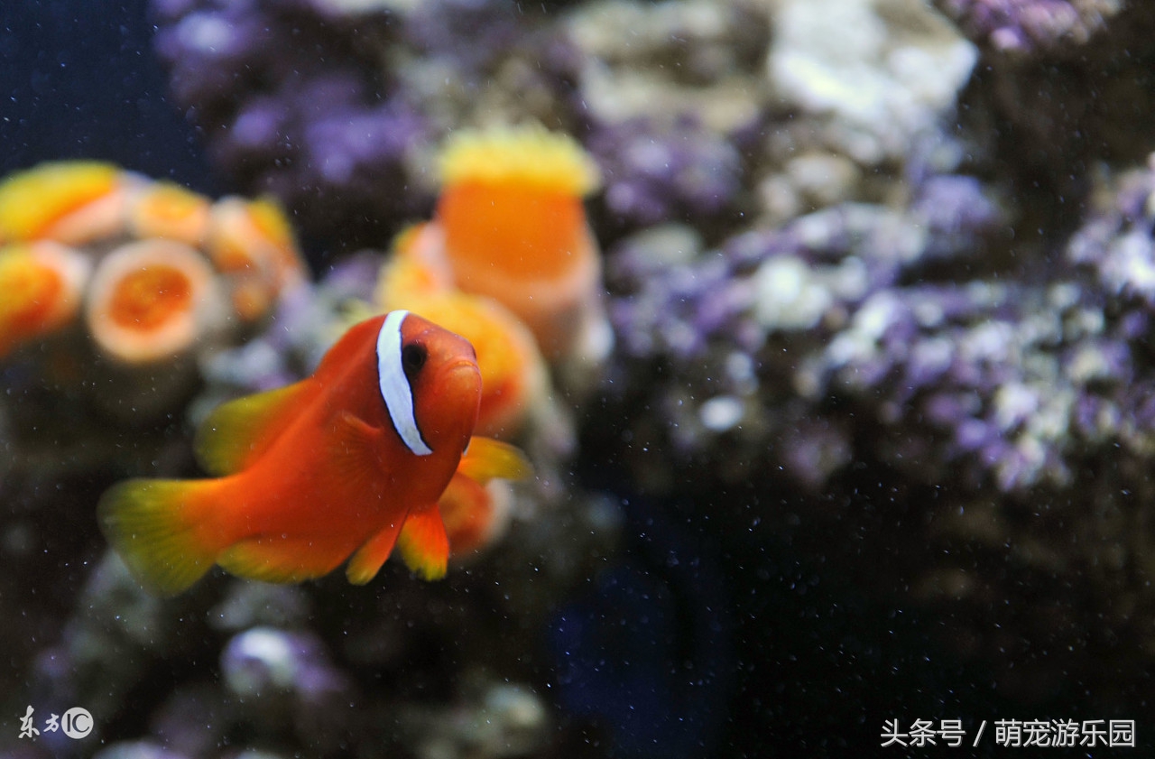 淡水观赏鱼用什么药好使,水产鱼药能够用于观赏鱼