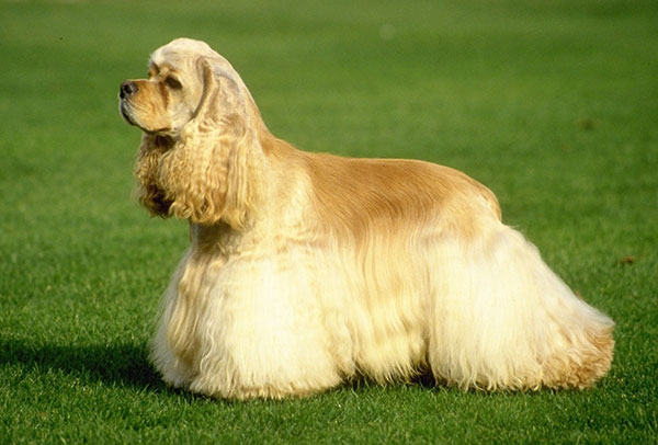 英国可卡犬名字大全集,萌宠狗狗英国可卡犬