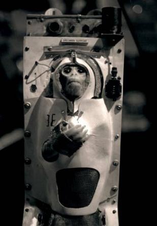 人类第1个进入太空的宇航员,动物界十大太空宇航员