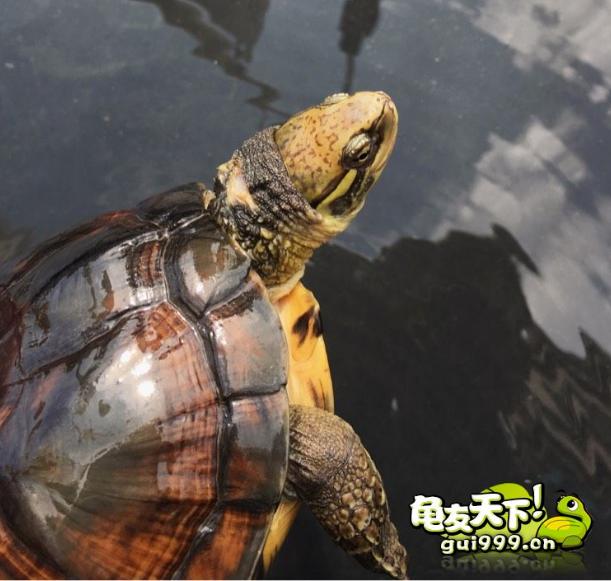 龟市是炒作还是商机好,龟市行情谁操控的