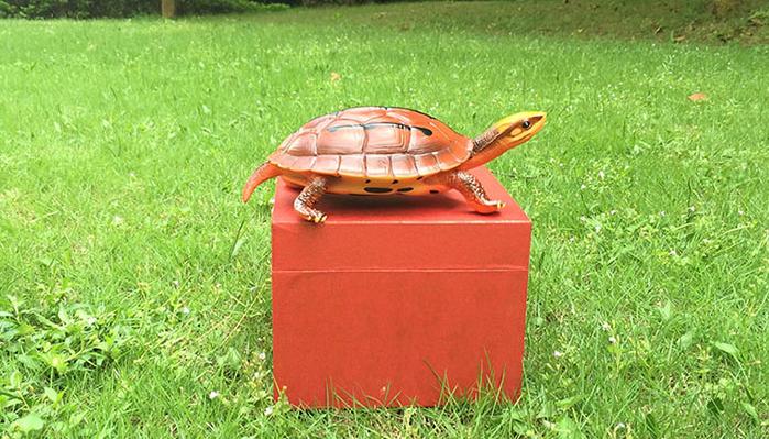 龟市是炒作还是商机好,龟市行情谁操控的