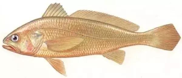 红木胶粘结效果怎么样,鱼鳔胶的粘合力