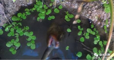 我爱发明引鳝出洞视频,引鳝出洞