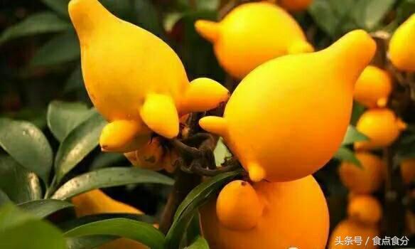 吃货都没吃过的10种奇特水果,28种非常好吃的水果