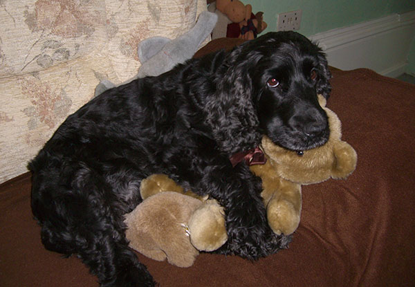 英国可卡犬名字大全集,萌宠狗狗英国可卡犬