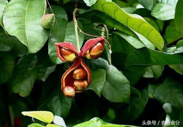 吃货都没吃过的10种奇特水果,28种非常好吃的水果