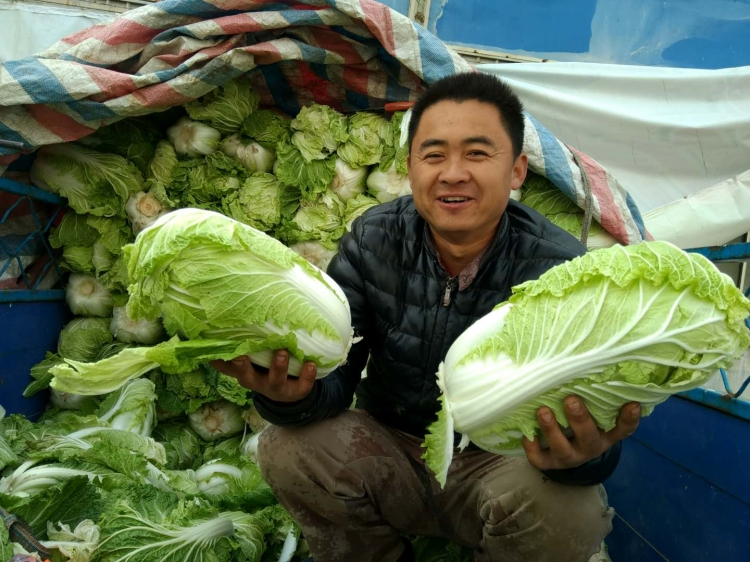 嘉兴批发市场大白菜多少钱一斤,徐州哪里有批发大白菜的