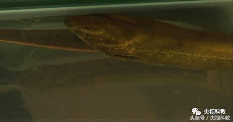 我爱发明引鳝出洞视频,引鳝出洞