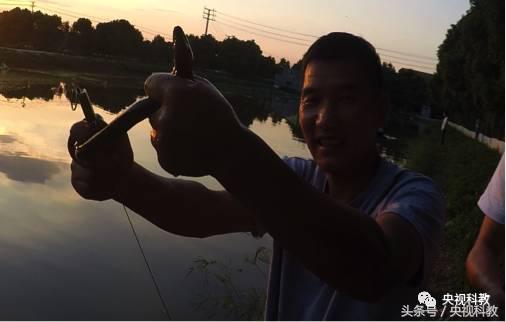 我爱发明引鳝出洞视频,引鳝出洞