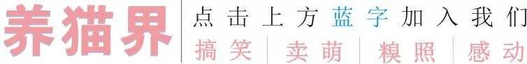 领养猫咪怎么看精神状态,领养猫咪如何知道乖不乖