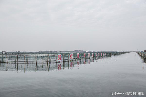 涨知识螃蟹的这几个地方不能吃,吃什么螃蟹不能吃什么