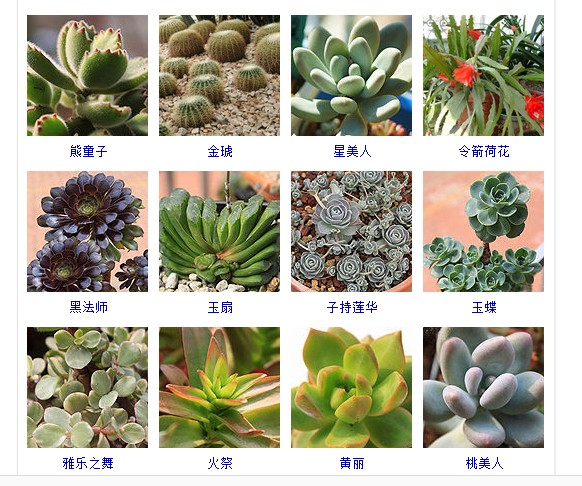 多肉植物的种类和名称大全集锦,多肉植物图片常见多肉100种