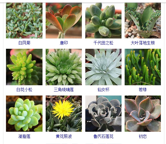 多肉植物的种类和名称大全集锦,多肉植物图片常见多肉100种