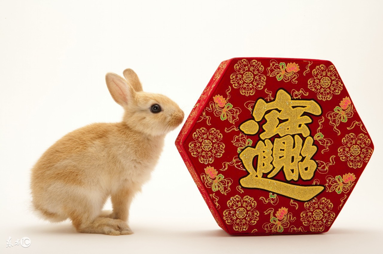 生肖兔马财运怎么样啊今年,2018年属虎马十一月份的财运