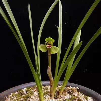 兰花未来市场行情,兰花价格行情在哪里看