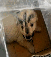 双11在网上买了不少东西,在网上花9.9元买的狗