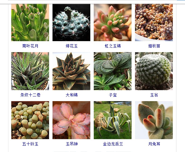 多肉植物的种类和名称大全集锦,多肉植物图片常见多肉100种