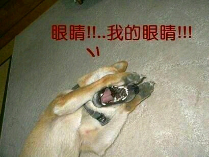 双11在网上买了不少东西,在网上花9.9元买的狗