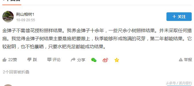 金弹子盆景需要留公桩吗,金弹子下山树桩能够存放好久