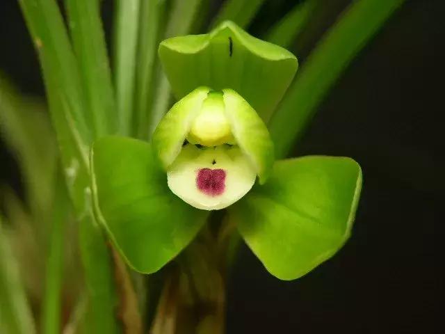 兰花未来市场行情,兰花价格行情在哪里看