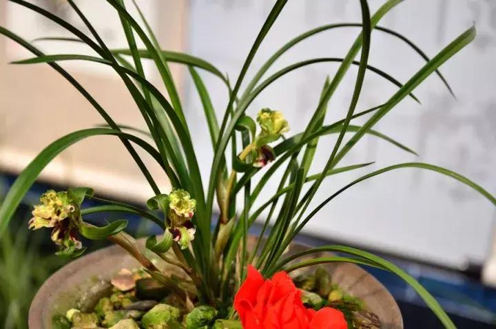 兰花未来市场行情,兰花价格行情在哪里看