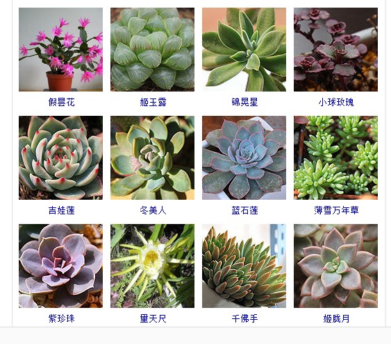多肉植物的种类和名称大全集锦,多肉植物图片常见多肉100种
