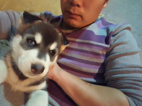 男子花600买了一只哈士奇，网友看之后调侃道：这是二哈的祖宗