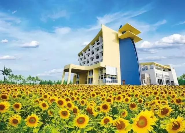 百万葵园一日游门票,葵园免费门票景点