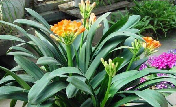 君子兰花怎么养才能开花多,盆养的君子兰叶片有长有短