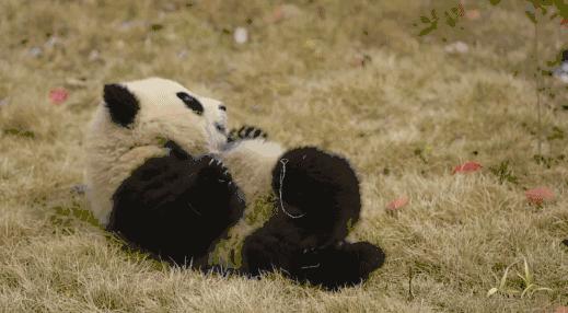 自杀竟然还有坐牢的危险？厉害了，新加坡！