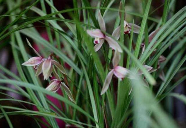 君子兰花怎么养才能开花多,盆养的君子兰叶片有长有短