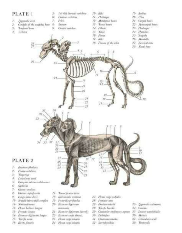 关于解剖美人鱼的电影解说,解剖美人鱼告捷视频
