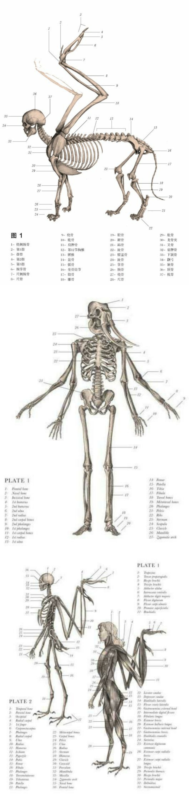 关于解剖美人鱼的电影解说,解剖美人鱼告捷视频
