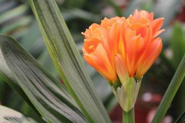 君子兰花怎么养才能开花多,盆养的君子兰叶片有长有短