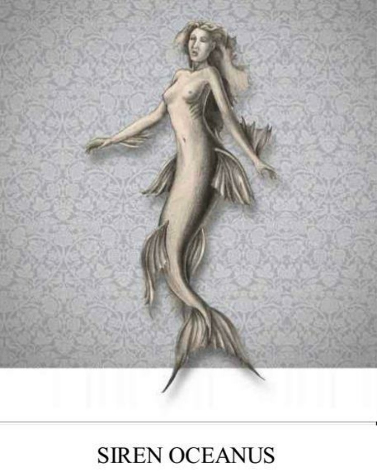 关于解剖美人鱼的电影解说,解剖美人鱼告捷视频