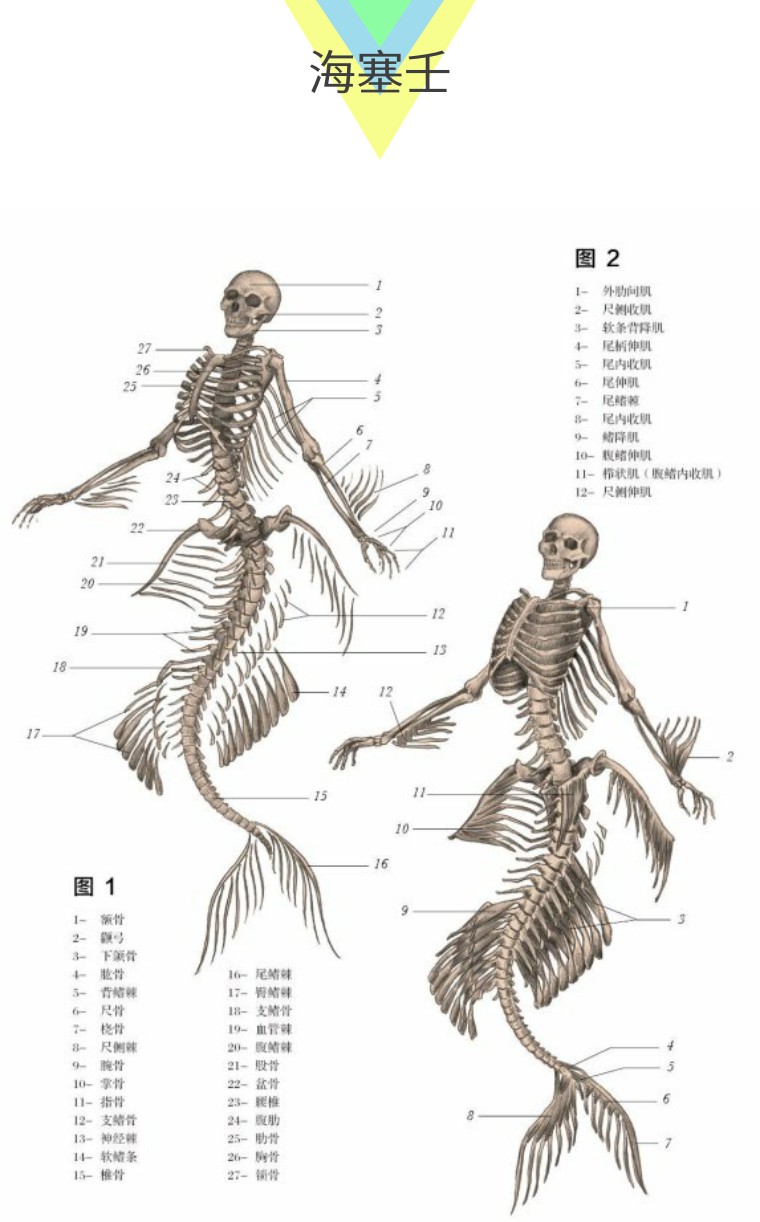 关于解剖美人鱼的电影解说,解剖美人鱼告捷视频
