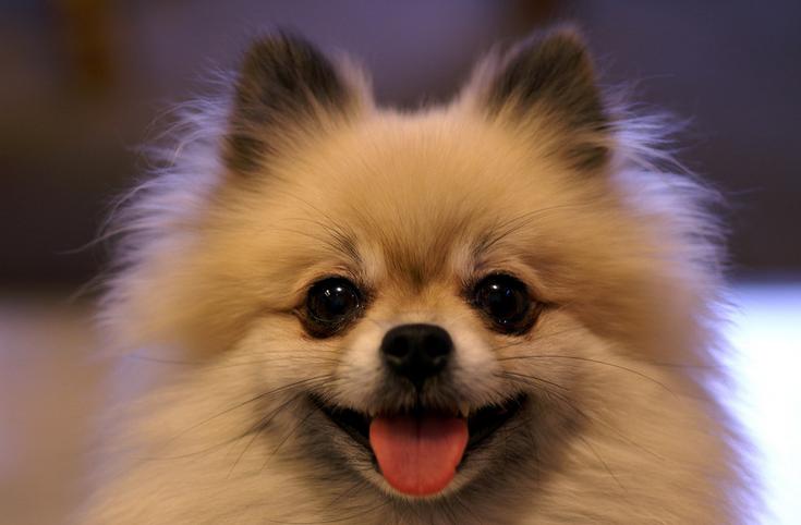 立耳的狗狗品种,狗狗品种大全视频